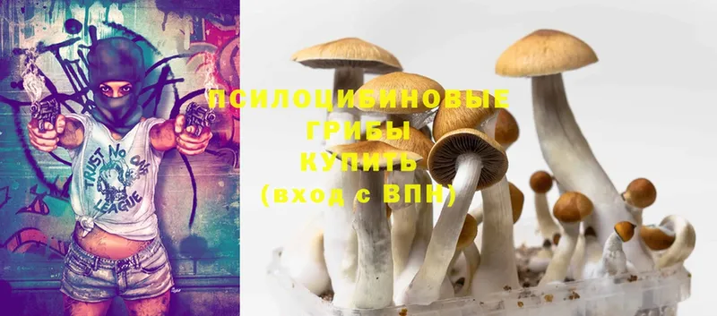 Псилоцибиновые грибы Psilocybine cubensis  ОМГ ОМГ ссылки  Гай  закладки 